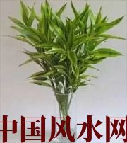 绵阳十二生肖养什么植物最旺财运？你知道吗！